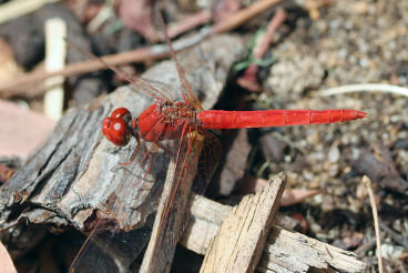 Scarlet Percher (Diplacodes haematodes) Scarlet Percher (Diplacodes haematodes)