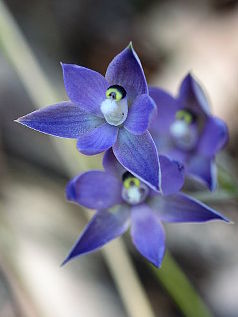 Shy Sun Orchid (Thelymitra graminea) Shy Sun Orchid (Thelymitra graminea)