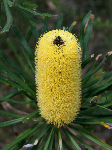 Slender Banksia (Banksia attenuata) Slender Banksia (Banksia attenuata)