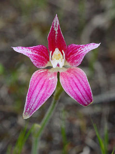 Spectacular Spider Orchid (Caladenia × spectabilis) Spectacular Spider Orchid (Caladenia × spectabilis)