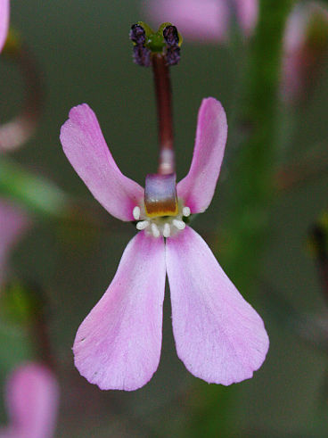 Coastal Plain Triggerplant (Stylidium neurophyllum) Coastal Plain Triggerplant (Stylidium neurophyllum)