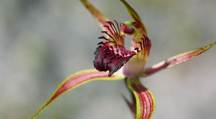 Swamp Spider Orchid (Caladenia paludosa) Swamp Spider Orchid (Caladenia paludosa)
