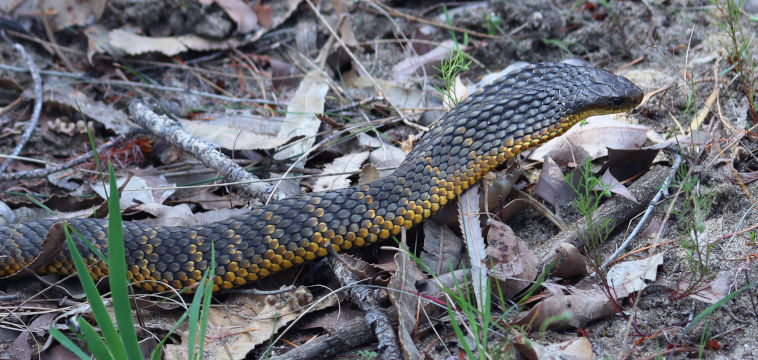 Tiger Snake (Notechis scutatus) Tiger Snake (Notechis scutatus)