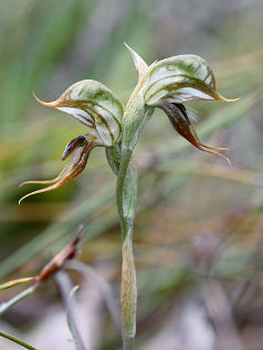 Tuart Rufous Greenhood (Pterostylis frenchii) Tuart Rufous Greenhood (Pterostylis frenchii)