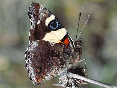 Yellow Admiral (Vanessa itea) Yellow Admiral (Vanessa itea)