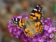 Australian Painted Lady (Vanessa kershawi) Australian Painted Lady (Vanessa kershawi)