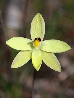 Lemon-scented Sun Orchid (Thelymitra antennifera) Lemon-scented Sun Orchid (Thelymitra antennifera)