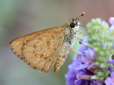 Wedge Grass Skipper (Anisynta sphenosema) Wedge Grass Skipper (Anisynta sphenosema)
