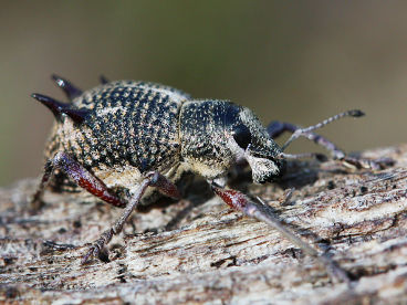 Spiny Weevil (Catasarcus sp.) Spiny Weevil (Catasarcus sp.)