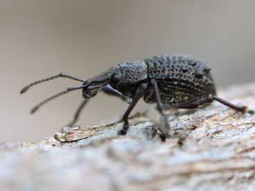Unidentified weevil Unidentified weevil