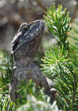 Western Bearded Dragon (Pogona minor) Western Bearded Dragon (Pogona minor)
