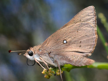 Western Brown Skipper (Motasingha dirphia)