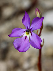 Woodbridge Poison (Isotoma hypocrateriformis) Woodbridge Poison (Isotoma hypocrateriformis)