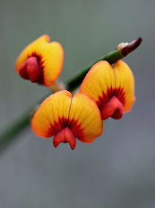 Daviesia triflora Daviesia triflora