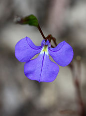 Wing-seeded Lobelia (Lobelia heterophylla) Wing-seeded Lobelia (Lobelia heterophylla)