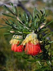 Yanchep Rose (Diplolaena angustifolia) Yanchep Rose (Diplolaena angustifolia)