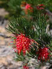 Grevillea preissii Grevillea preissii