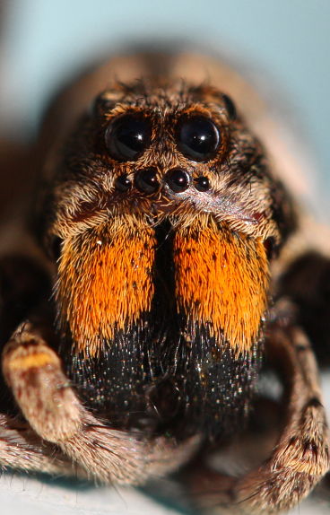 Wolf Spider Wolf Spider