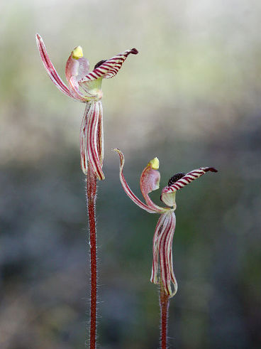 Zebra Orchid (Caladenia cairnsiana) Zebra Orchid (Caladenia cairnsiana)