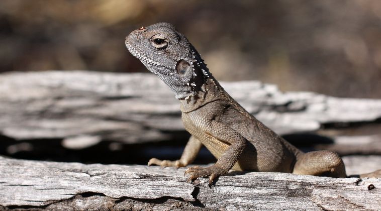Crested Dragon (Ctenophorus cristatus) Crested Dragon (Ctenophorus cristatus)