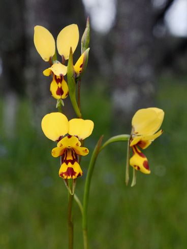 Bee Orchid (Diuris laxiflora) Bee Orchid (Diuris laxiflora)
