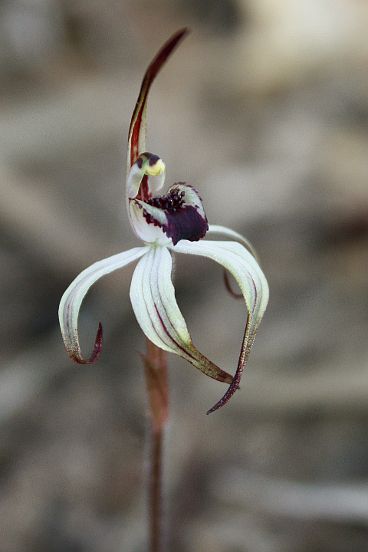 Winter Spider Orchid (Caladenia drummondii) Winter Spider Orchid (Caladenia drummondii)