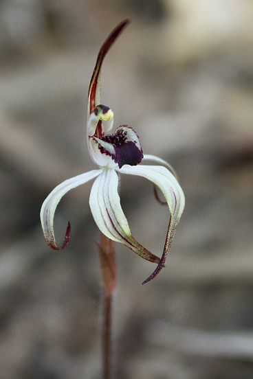 Winter Spider Orchid (Caladenia drummondii)