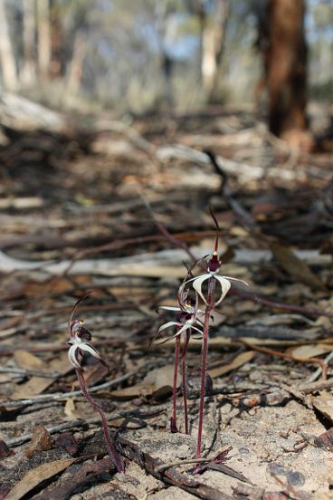 Winter Spider Orchid (Caladenia drummondii) Winter Spider Orchid (Caladenia drummondii)