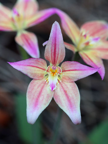 Caladenia flava × Caladenia reptans Caladenia flava × Caladenia reptans