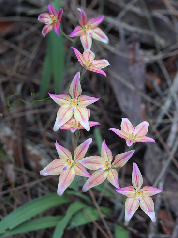 Caladenia flava × Caladenia reptans Caladenia flava × Caladenia reptans