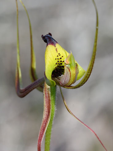 Smooth-lipped Spider Orchid (Caladenia integra)