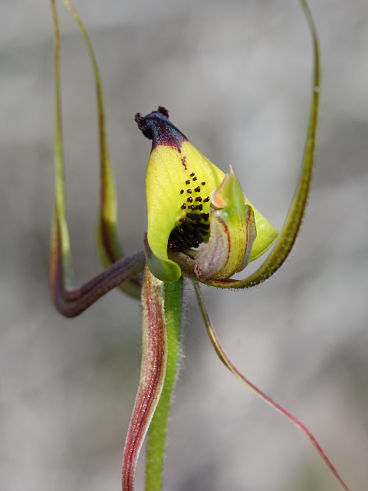 Smooth-lipped Spider Orchid (Caladenia integra) Smooth-lipped Spider Orchid (Caladenia integra)
