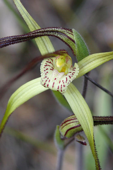 Joseph’s Spider Orchid (Caladenia polychroma)