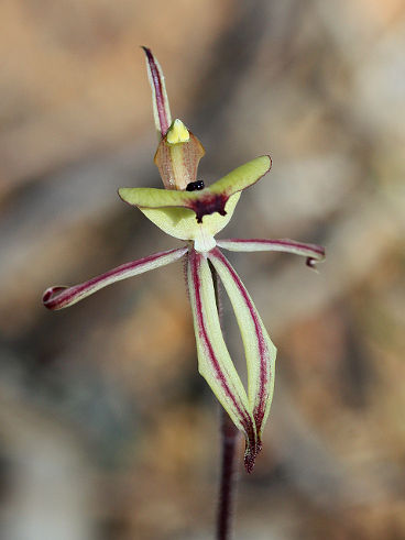 Clown Orchid (Caladenia roei) Clown Orchid (Caladenia roei)
