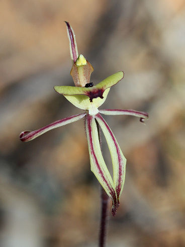 Clown Orchid (Caladenia roei)