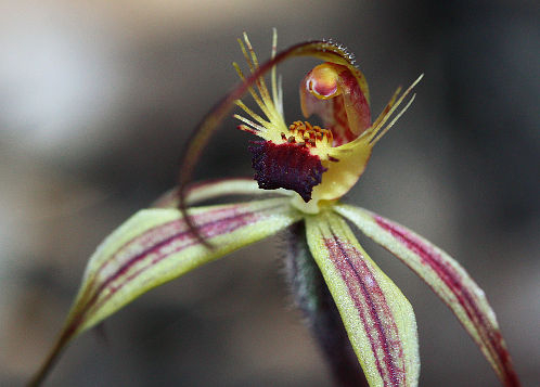Williams’ Spider Orchid (Caladenia williamsiae) Williams’ Spider Orchid (Caladenia williamsiae)
