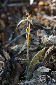 Williams’ Spider Orchid (Caladenia williamsiae)