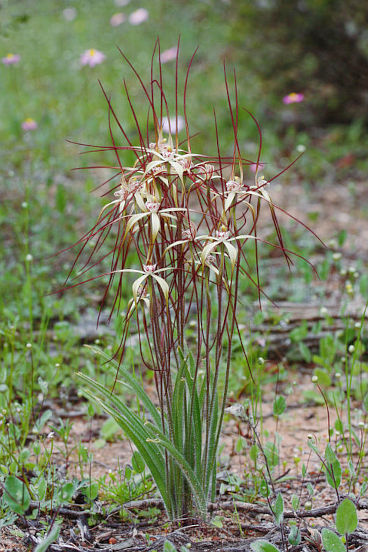 Chameleon Spider Orchid (Caladenia dimidia) Chameleon Spider Orchid (Caladenia dimidia)