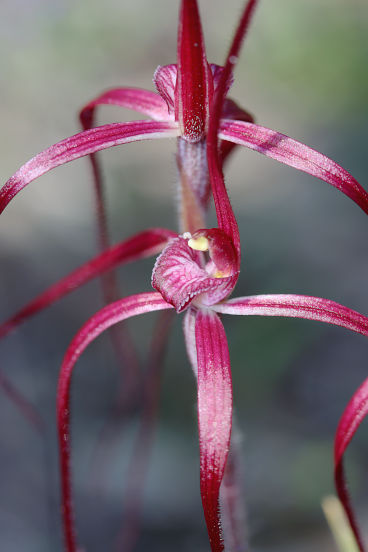 Chameleon Spider Orchid (Caladenia dimidia) Chameleon Spider Orchid (Caladenia dimidia)