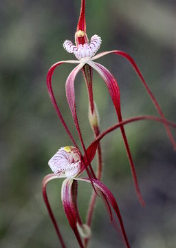 Chapman’s Spider Orchid (Caladenia chapmanii) Chapman’s Spider Orchid (Caladenia chapmanii)