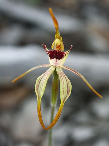 Clubbed Spider Orchid (Caladenia longiclavata) Clubbed Spider Orchid (Caladenia longiclavata)