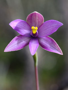 Curly Locks (Thelymitra spiralis) Curly Locks (Thelymitra spiralis)