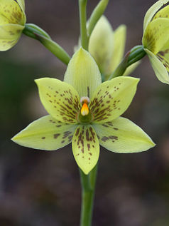 Custard Orchid (Thelymitra villosa) Custard Orchid (Thelymitra villosa)