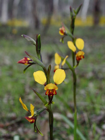 Common Donkey Orchid (Diuris corymbosa) Common Donkey Orchid (Diuris corymbosa)