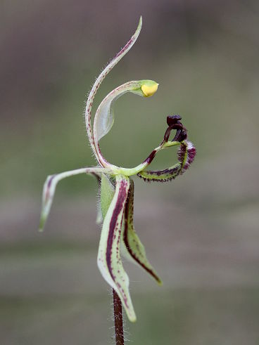 Dragon Orchid (Caladenia barbarossa) Dragon Orchid (Caladenia barbarossa)