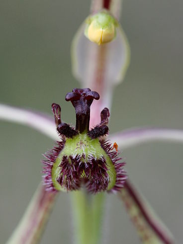 Dragon Orchid (Caladenia barbarossa) Dragon Orchid (Caladenia barbarossa)