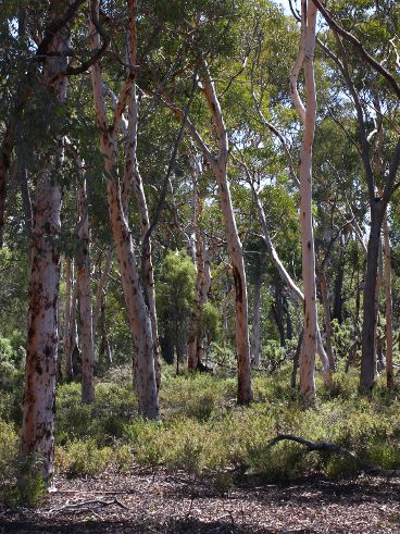 Dryandra Woodland Dryandra Woodland
