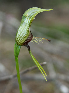 Dwarf Bird Orchid (Pterostylis galgula) Dwarf Bird Orchid (Pterostylis galgula)