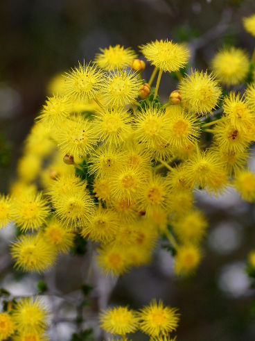 Verticordia acerosa Verticordia acerosa