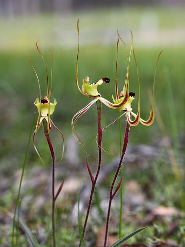 Fringed Mantis Orchid (Caladenia falcata) Fringed Mantis Orchid (Caladenia falcata)